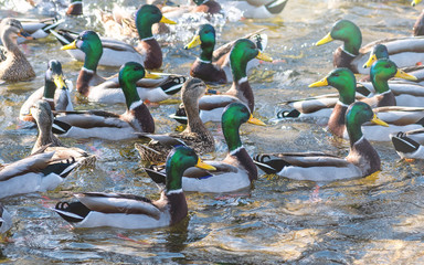 a crowd of ducks are swimming in water