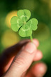 Holding a lucky four leaf clover, good luck shamrock, or lucky charm.