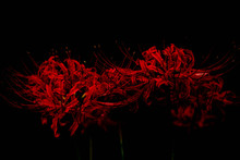 Nature Red Spider Lily Red Background.