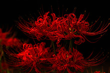 The Red Spider Lily Background In Mid-september In Japan.