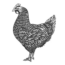Illustration Of Chicken In Engraving Style. Design Element For Emblem, Sign, Poster, Card, Banner, Flyer. Vector Illustration