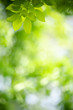 © Fahkamram - Nature of green leaf in garden at summer. Natural green leaves plants using as spring background cover page greenery environment ecology wallpaper