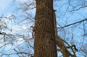 Two squirrels in the tree.