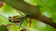 Borneo Green Grasshopper On The Fern Tree