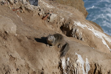 Wall Mural - Ground squirrel on rocks in San Diego