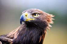 Golden Eagle Head Close Up. Eagle Detail. Aquila Chrysaetos