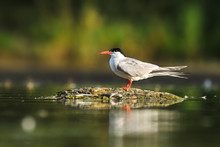 Common Tern On Rock Near Water Pond. Sterna Hirundo