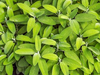 Canvas Print - Sage green leaves background