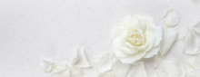 Beautiful White Rose And Petals On White Background. Ideal For Greeting Cards For Wedding, Birthday, Valentine's Day, Mother's Day