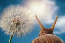 Soft Focus Snail Viewed From Behind Looks At Dandelion, Blue Sky With Clouds And Sun.