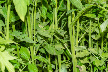 Wall Mural - growing Fresh and healthy green tomato plants in the ground