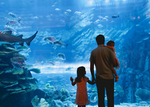 Father With Daughters Watching Fish In Oceanarium