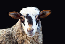 Portrait Pinto Sheep Isolated On Black Background