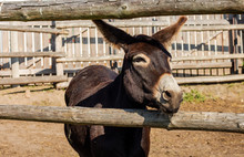 Barn Or Zoo: Brown Donkey Stuck His Head Through The Fence