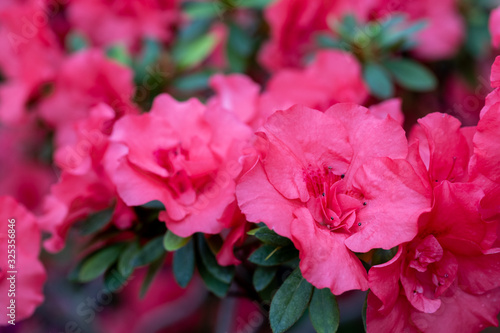 Azaleas tropical flower.