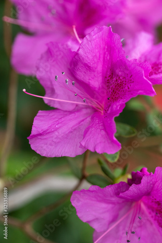 Azaleas tropical flower.