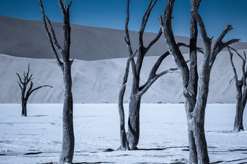 Dead acacia trees in the Namib Desert / Dark blue nature background of dead acacia trees in the Namib Desert.