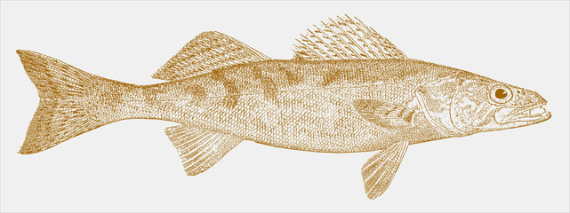 Wall Mural - Walleye sander vitreus, freshwater fish from North America