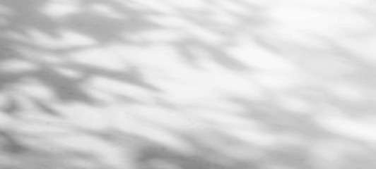 Wall Mural - abstract the gray background shadows of natural leaves that reflect the concrete walls, the fallen b
