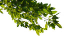Fototapeta Panele - green tree branch isolated on white background