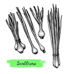 Wall Mural - Ink sketch of scallions.