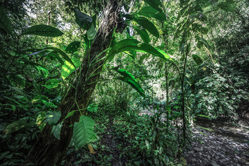 Tropical rain forest, Cerro Chato, Costa Rica