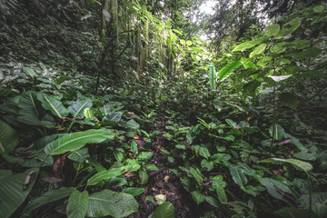 Tropical rain forest, Cerro Chato, Costa Rica