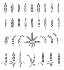 Wall Mural - Wheat ears or rice icons set. Agricultural symbols isolated on white background. Design elements for bread packaging or beer label. Vector illustration.