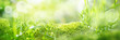 Leinwanddruck Bild - Meadow landscape with bright bokeh