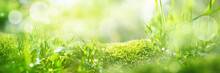 Meadow Landscape With Bright Bokeh