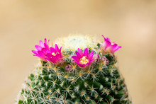 Beautiful Pink Cactus Flowers In The Garden.