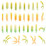 Fototapeta  - Cereals icon set with rice, wheat, corn, oats, rye, barley. Concept for organic products label, harvest and farming, grain, bakery, healthy food.