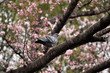 Sakura and pigeon - Cerasus x yedoensis, Columba livia.