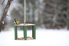 Little Titmouse On The Trough Eats. Winter Bird.