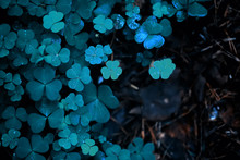 Background From Plant Clover Four Leaf. Irish Traditional Symbol. St.Patrick 's Day.