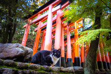 Japan. Kyoto. The Fushimi Inari Shrine. A Cat Sits Next To A Japanese Temple. Fushimi Inari Taisha. Cat In The Park On Mount Inariyama. The Temple Of The Thousand Gates. Religion Of Japan.