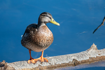 Canvas Print - Mallard Duck Resting on the Old Weathered Log