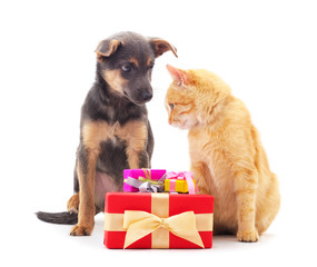 Canvas Print - Small cat and puppy with a gift..