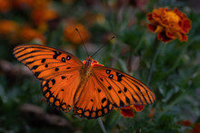 Passion Butterfly Sitting  On Marigold