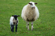 Schafe auf einer Weide im Münsterland