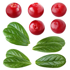 Wall Mural - cowberry isolated on a white background with a clipping path.