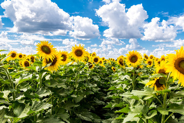 Sunflowers