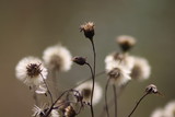 Fototapeta Dmuchawce - jesień polne kwiaty