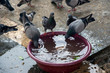 © ardasavasciogullari - Pigeons drinking water