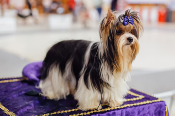 Sitting Biewer Yorkshire terrier with blue bow