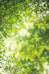 Wall Mural - Spring background, Fresh green tree leaves on blurred background.