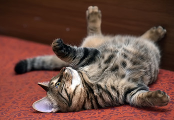 Wall Mural - tabby cat lying upside down