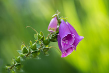Purple Foxglove Flower In The Summer Garden, Isolated Over A Green Blurred Background. Flower Is Illuminated By The Sun. Gardening Concept. Domestic Plants And Flowers.