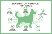 Benefits Of Hemp Oil For Dogs Infographic, Healthcare And Medical About Cannabis, Hemp, Marijuana, And Weed, Vector Flat Symbol Icon Illustration In Horizontal Design