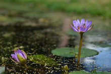 Purple Water Lily Opened Up With A Bee Flying Around Inside